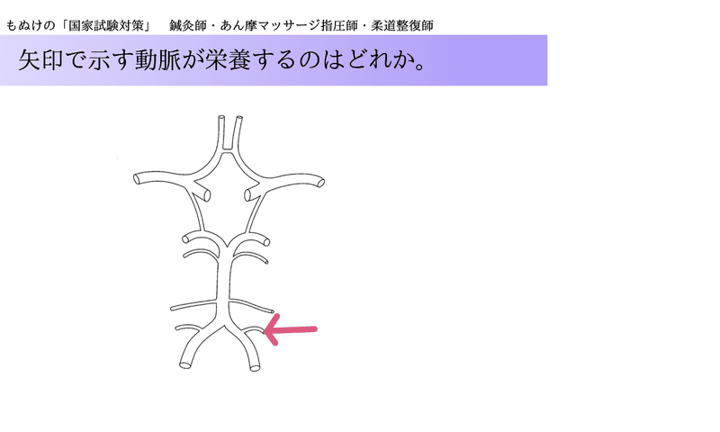 過去問解説 第28回国家試験 解剖学 の解説 Vol 35 森元塾 国家試験対策 Note