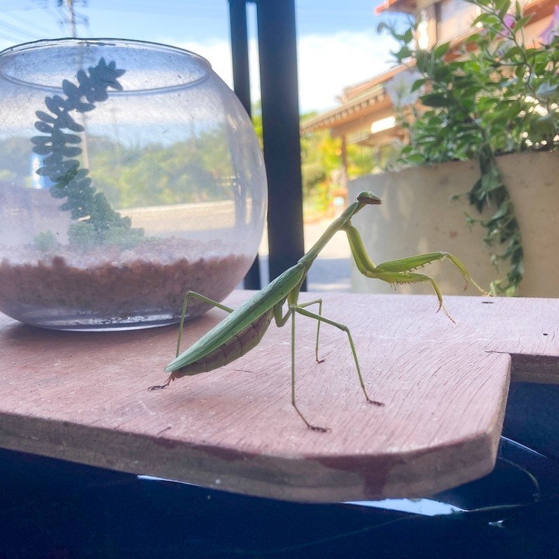 ハードボイルドなカマキリの生涯と虫の巨大化の話