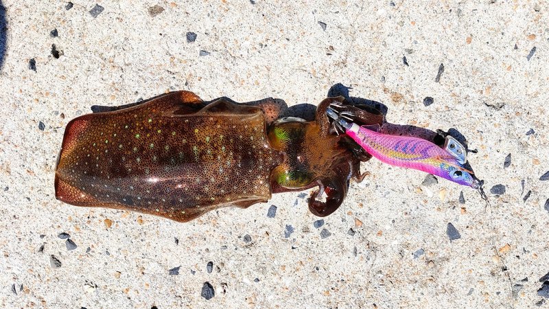 佐世保市エギングポイントマップ 長崎アオリイカ ミズイカ 佐世保の釣り師 Note