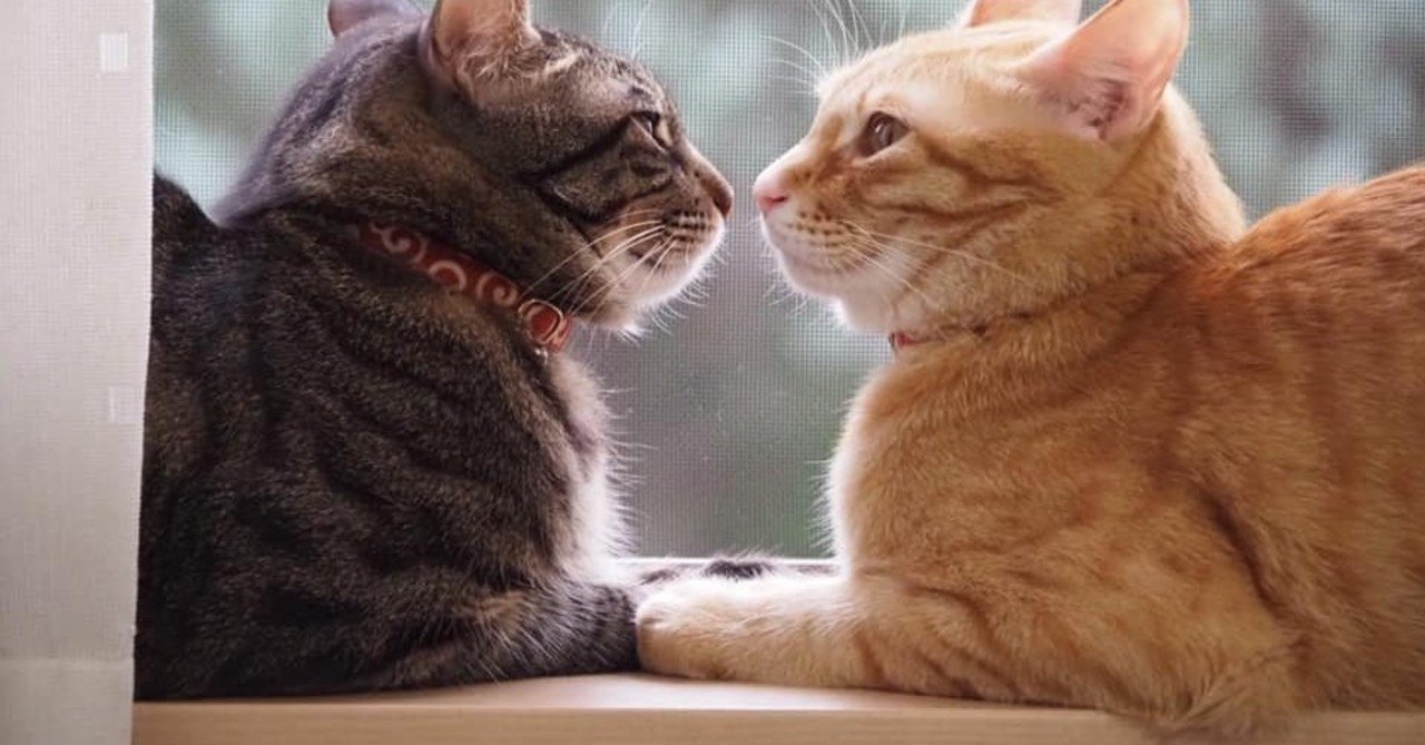 もの言わぬ猫 あなたは猫の本音が聞こえていますか サニー校長 櫻井辰徳 Note もの言わぬ猫 あなたは猫の本音が聞こえていますか サニー校長 櫻井辰徳 Note