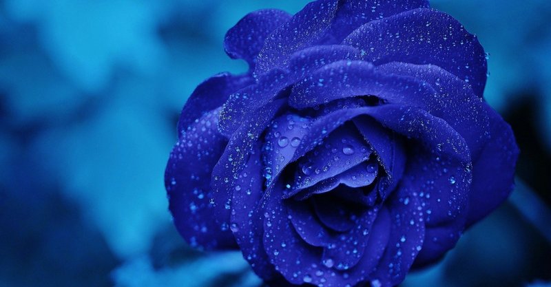 2 僕と花 サカナクション 考察編 Part 1 芥川蓮 Note 2 僕と花 サカナクション 考察編 Part 1 芥川蓮 Note