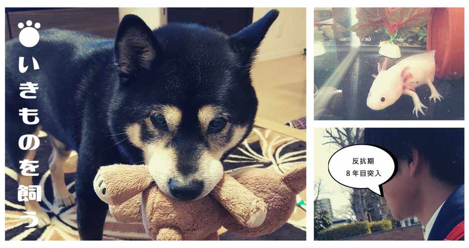 生き物を飼うということは 子供の成長にどのように良いことか Flow Note