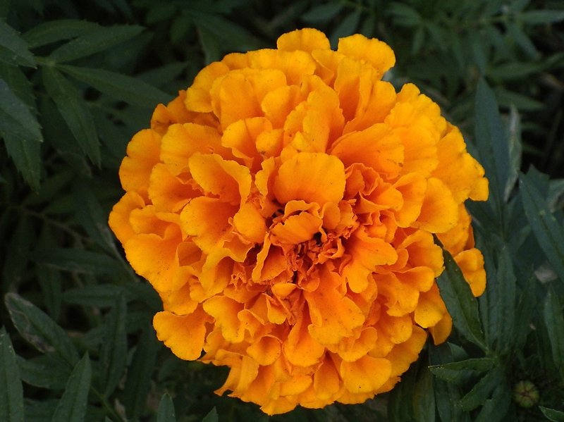 ま の花 Taku Note
