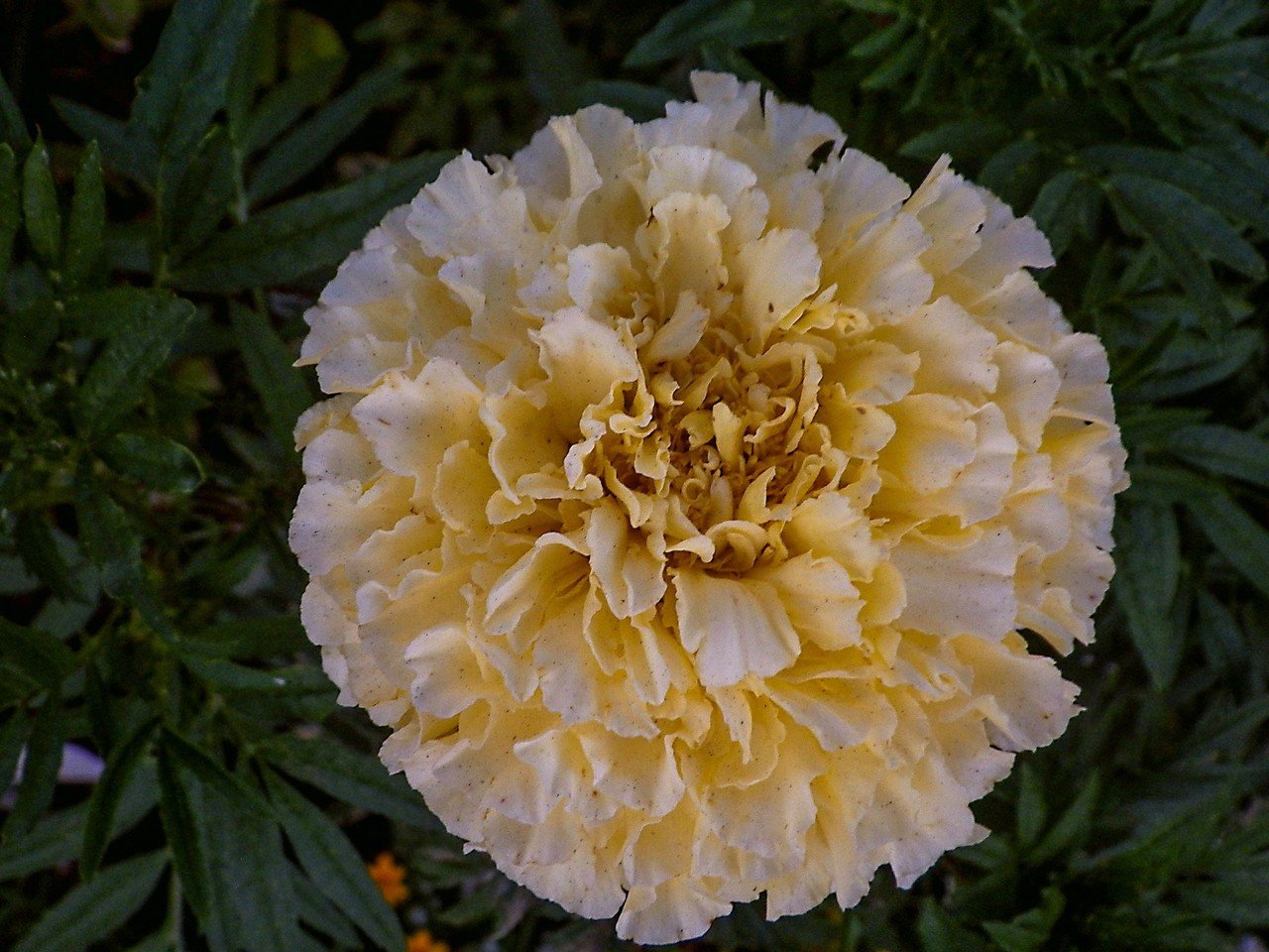 ま の花 Taku Note