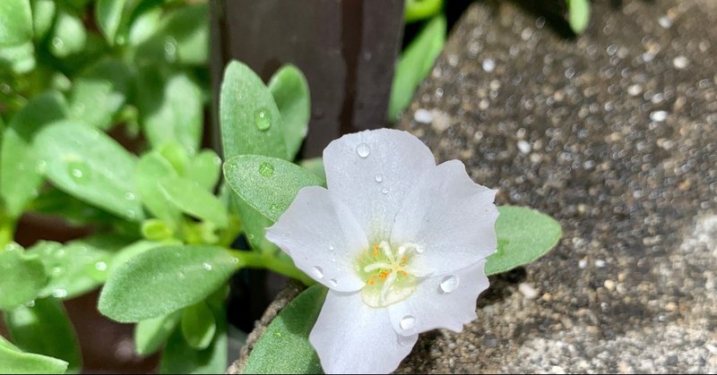 ナデシコ目 スベリヒユ科 小林 Kobayashi Note