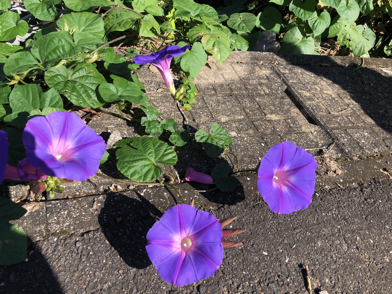 様々に渋くも強く秋空に さゆりん Note