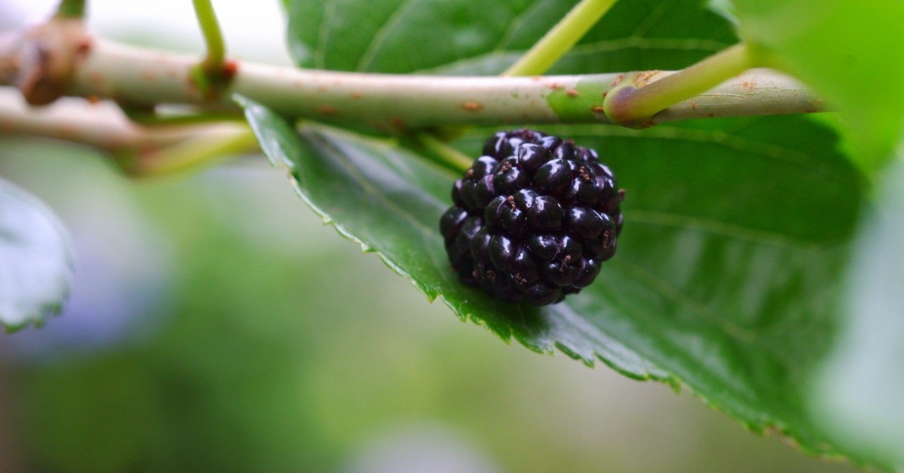 バラ目 クワ科 小林 Kobayashi Note