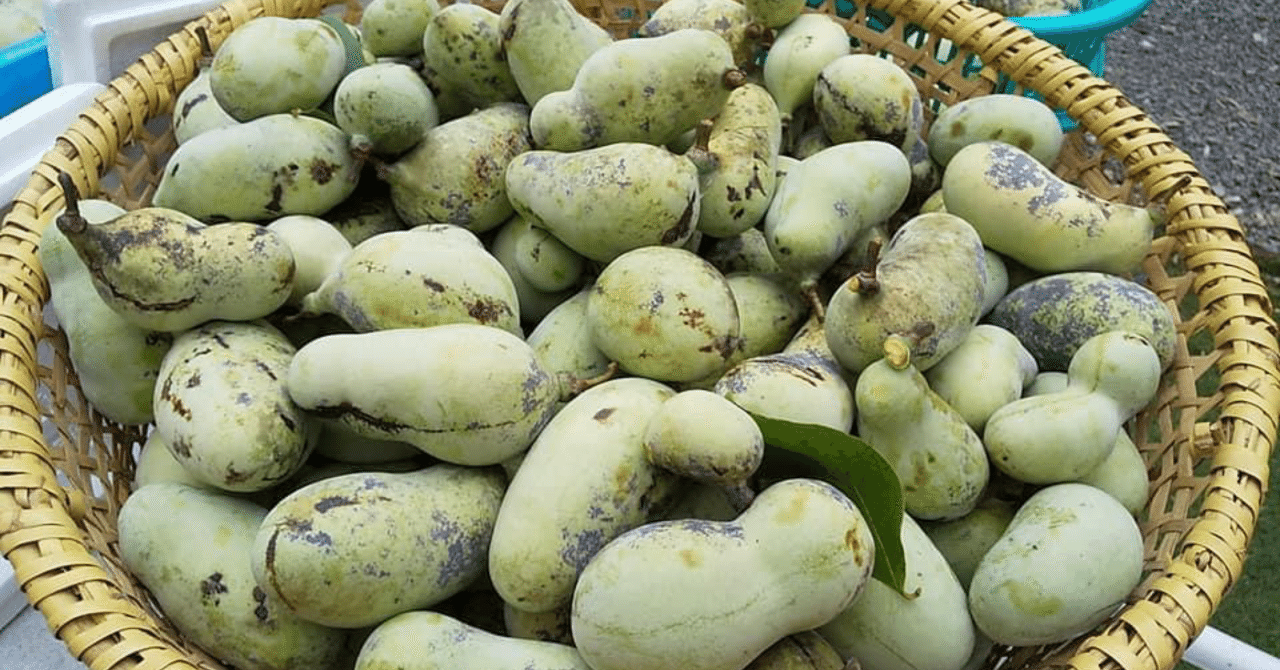 幻の果物 ポポー 田口彩人 長野県佐久移住日記 一棟貸し古民家宿運営 Note 幻の果物 ポポー 田口彩人 長野県佐久移住日記 一棟貸し古民家宿運営 Note