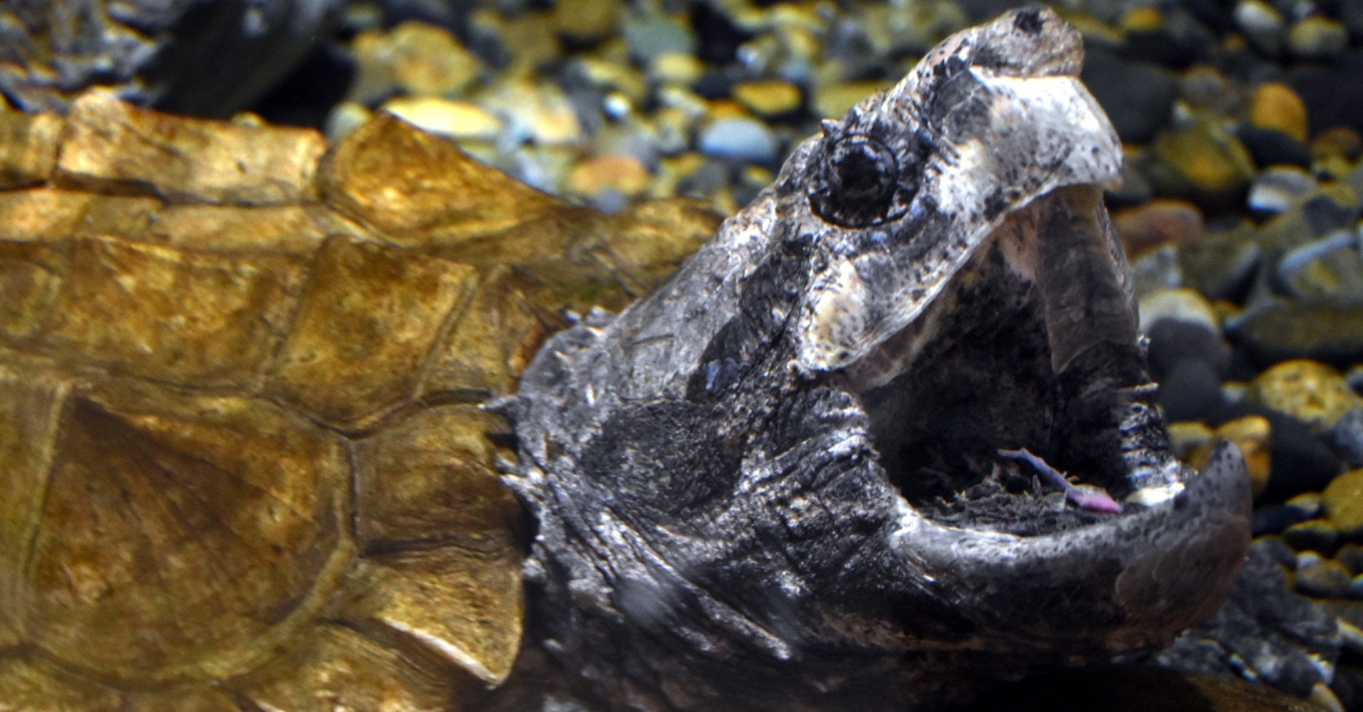 ワニガメを撃て 狐 Note