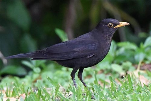 第1289回 希少な野鳥 ⑵｜翆野 大地