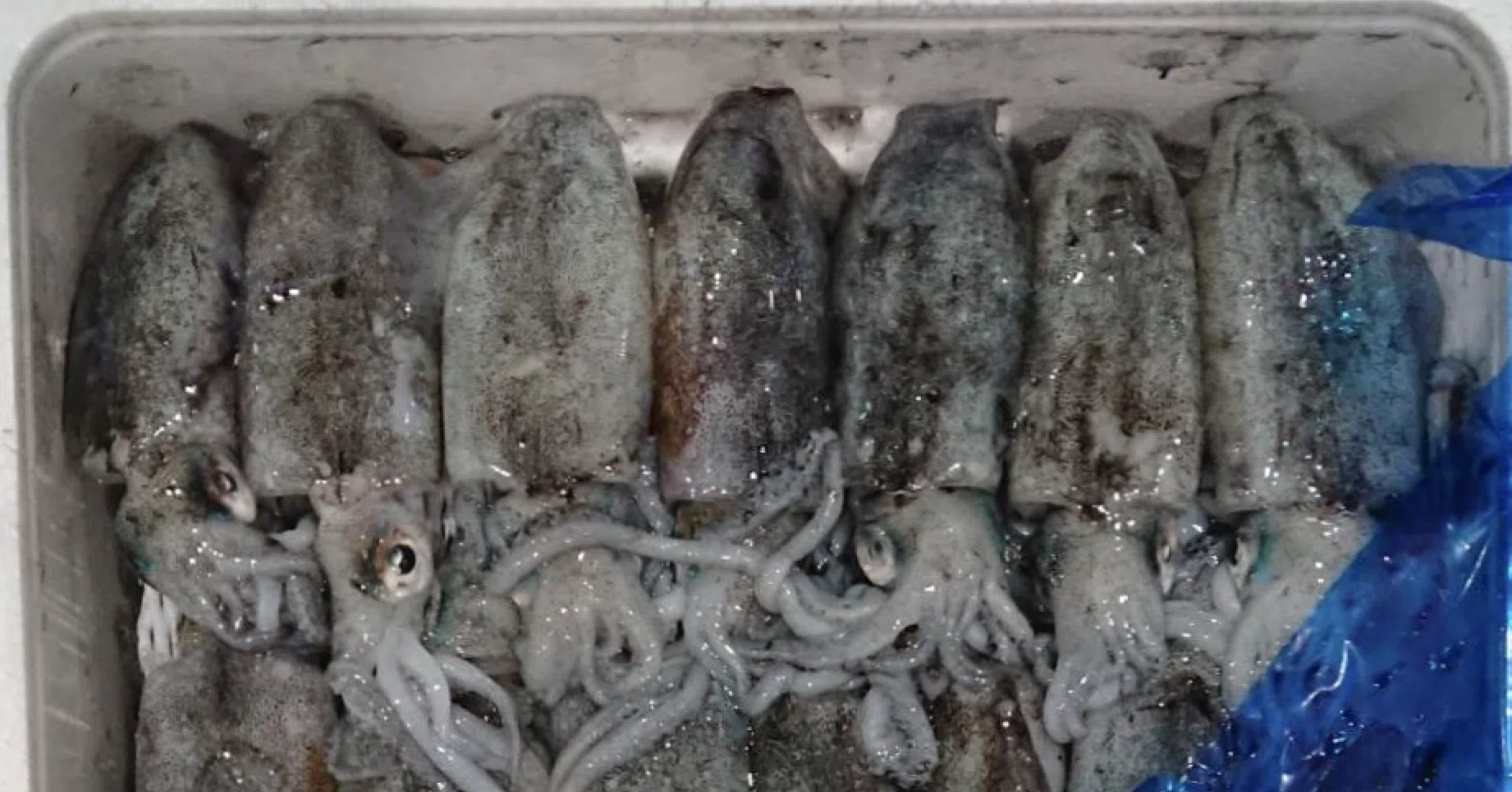 新潟 佐渡沖のアオリイカ 魚が来る 明日 新潟から 鮮魚通販 Note