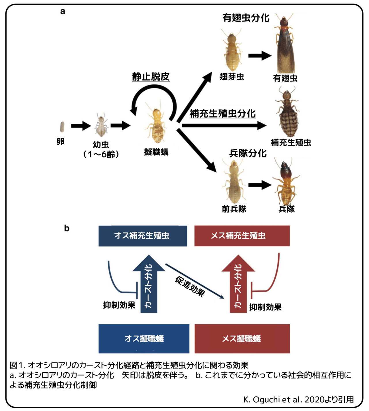 社会性昆虫の生態―シロアリとアリの生物学 社会性昆虫の生態 : シロアリとアリの生物学(松本忠夫 著