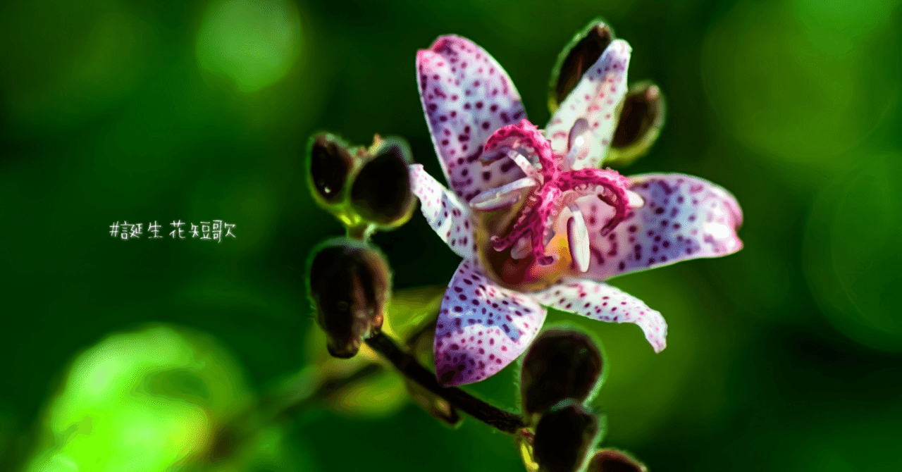 10月9日 誕生花は杜鵑草 誕生花短歌 御子柴 流歌 Note 10月9日 誕生花は杜鵑草 誕生花短歌 御子柴 流歌 Note