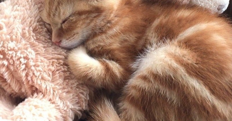 52 ドン ジュニアと ゆりかごの猫 意外な英語エピソード 時事ときどきポップカルチャー Note