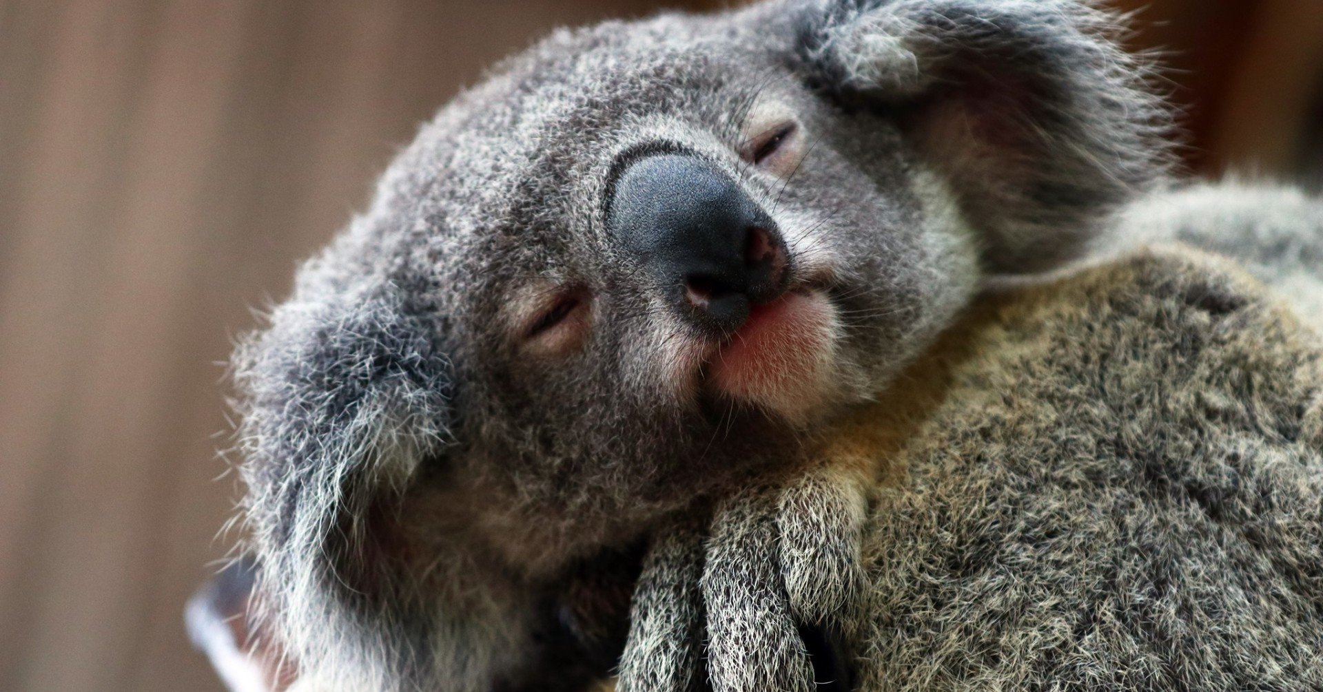 コアラの飼育のはなし ケアンズ レインフォレステーション Note