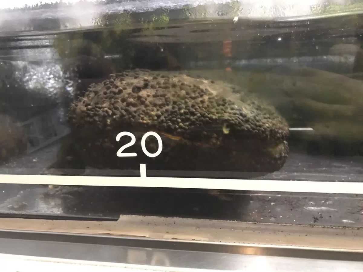 画像8