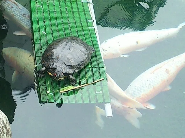 画像15