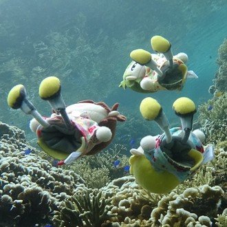 パバステの主催