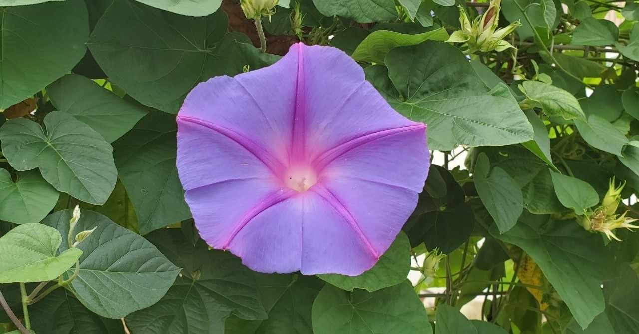 無常のファンタジー の新着タグ記事一覧 Note つくる つながる とどける