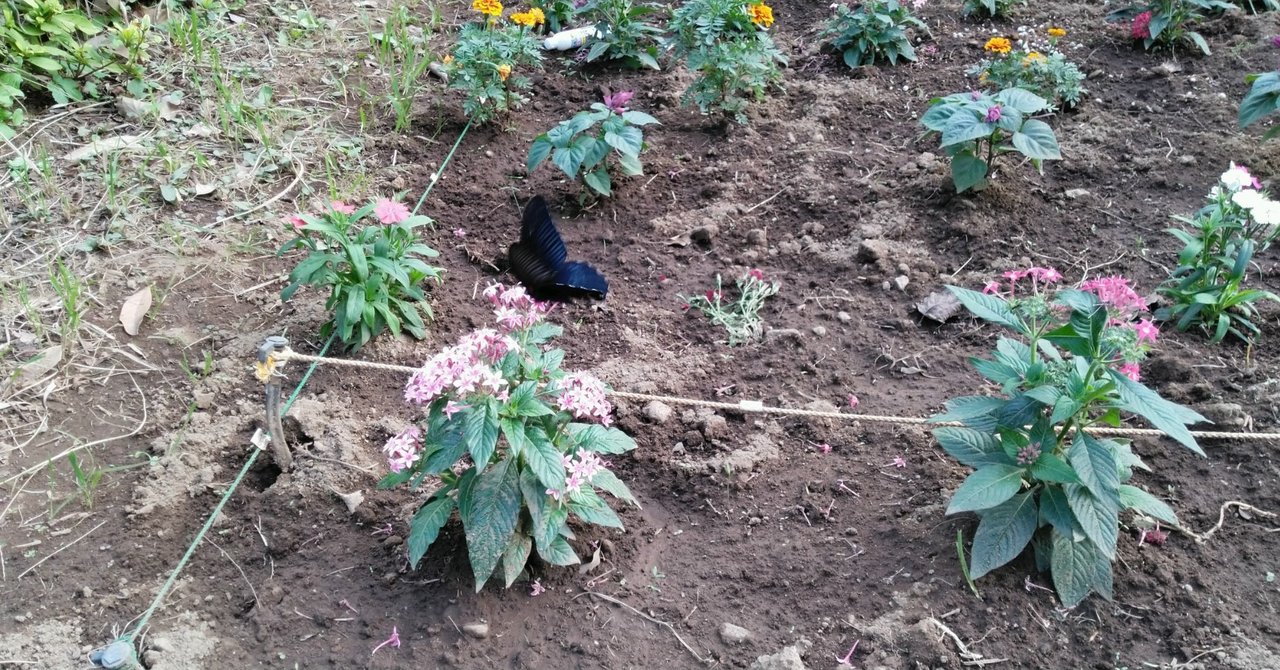 黒アゲハ の新着タグ記事一覧 Note つくる つながる とどける