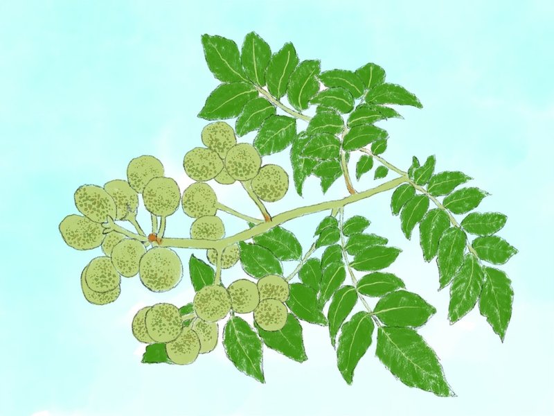 山椒は小粒でもぴりりと辛い に憧れて みきたにし Note