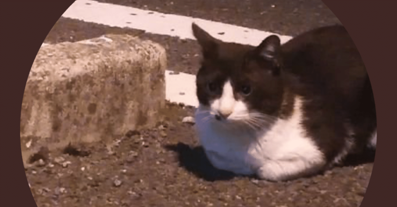野良猫とアイコンについての雑記 お茶 Note