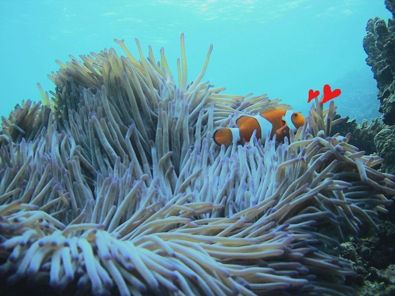 クマノミとイソギンチャクのような人間関係は理想的かもしれない アスタミューゼ転職ナビ 公式 Note クマノミとイソギンチャクのような人間関係は理想的かもしれない アスタミューゼ転職ナビ 公式 Note