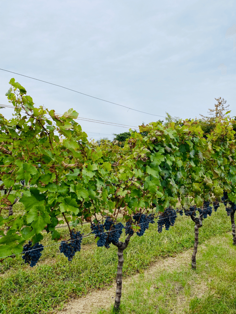 曇り空の下　自社畑のカベルネ・フランの収穫開始　今週は天気予報とにらめっこ　今日しかないタイミングでした　#収穫 #カベルネ・フラン #赤ワイン #ワイナリー