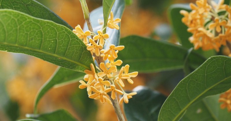 キンモクセイの香りがわからない あやめし Note