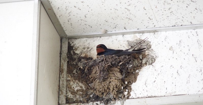 野鳥観察をしていて心からよかったと思う12のこと 一羽一会 いちわいちえ 野鳥愛好家 Note