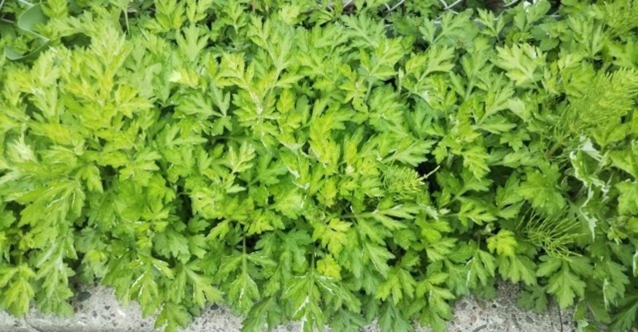 週末投稿 つれづれ有用植物 53 キク科ヨモギ属 ヨモギ Pingubanana Note