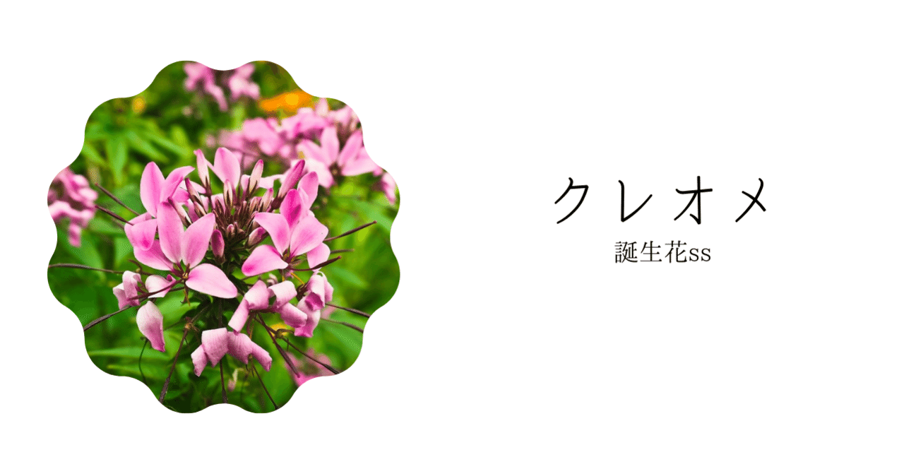 クレオメ 誕生花ss てい Note クレオメ 誕生花ss てい Note