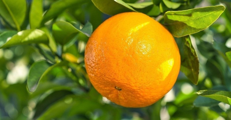 ズルズキン の新着タグ記事一覧 Note つくる つながる とどける