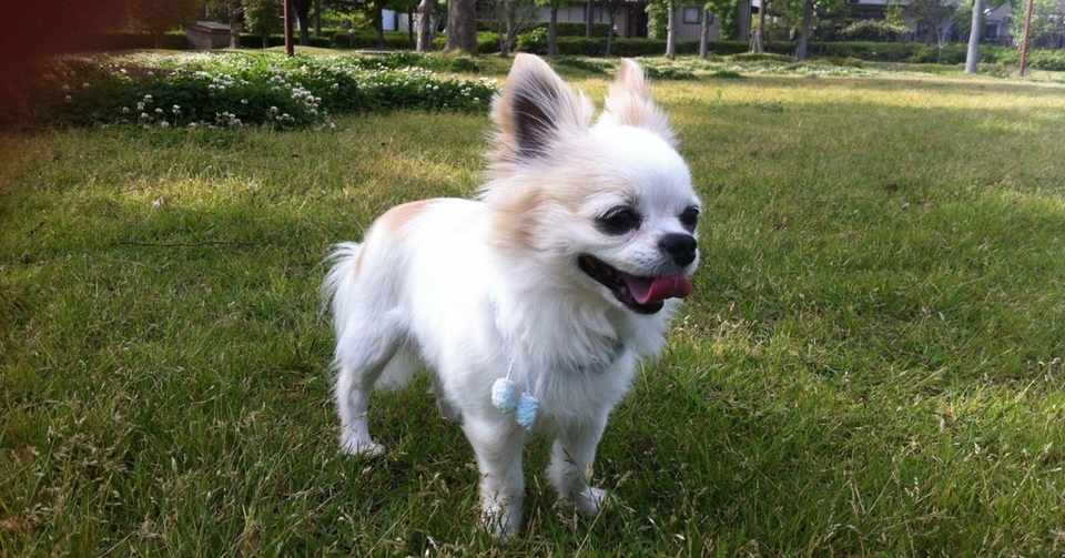 主人に吠えるチワワ 涙 河原崎 宏 マーケター Note