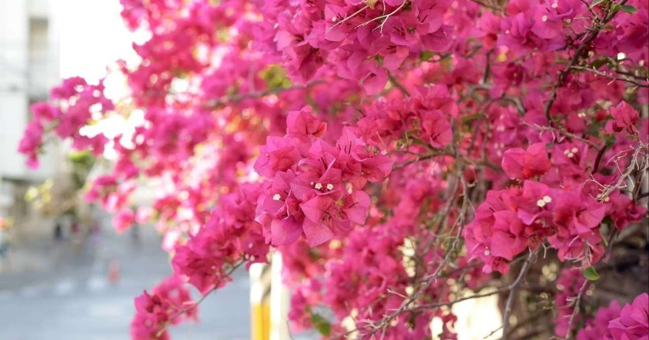 ブーゲンビリアが満開 タイラヒロ Note