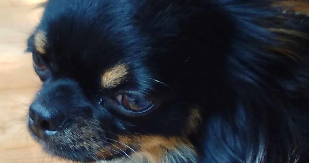 犬と暮らしています チワワ かおる Note