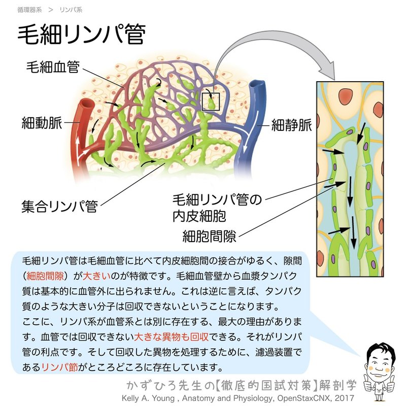 2 6 1 循環器系 リンパ系 解説 黒澤一弘 Note