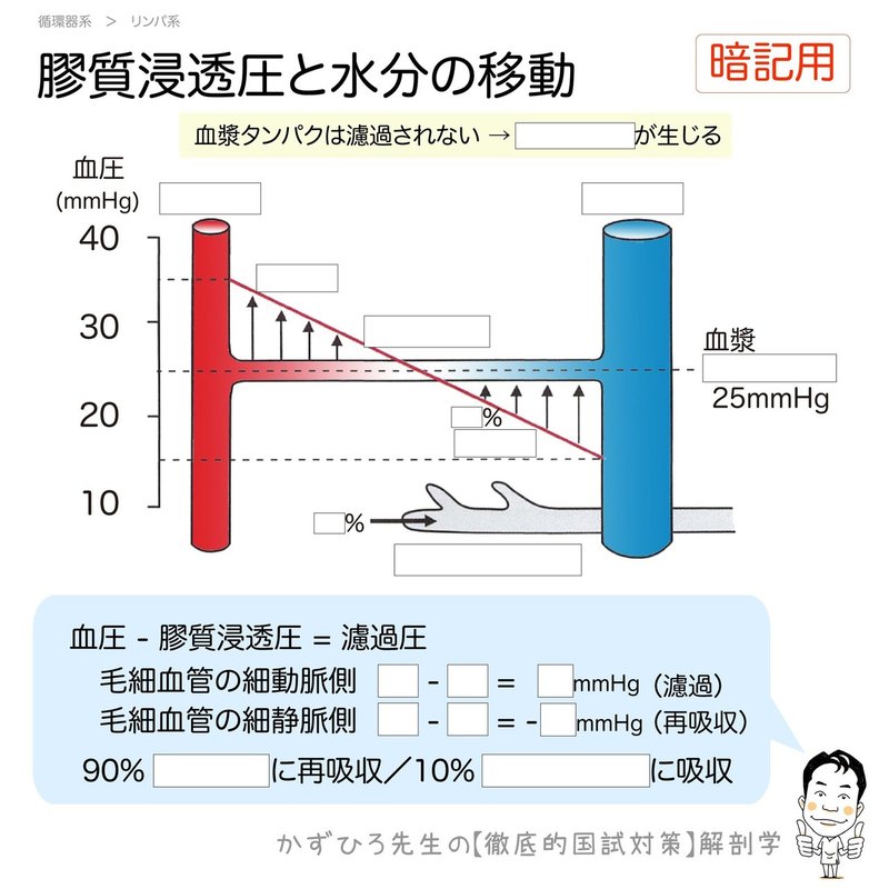 循環器系-26-膠質浸透圧と水分の移動：SQ暗記用