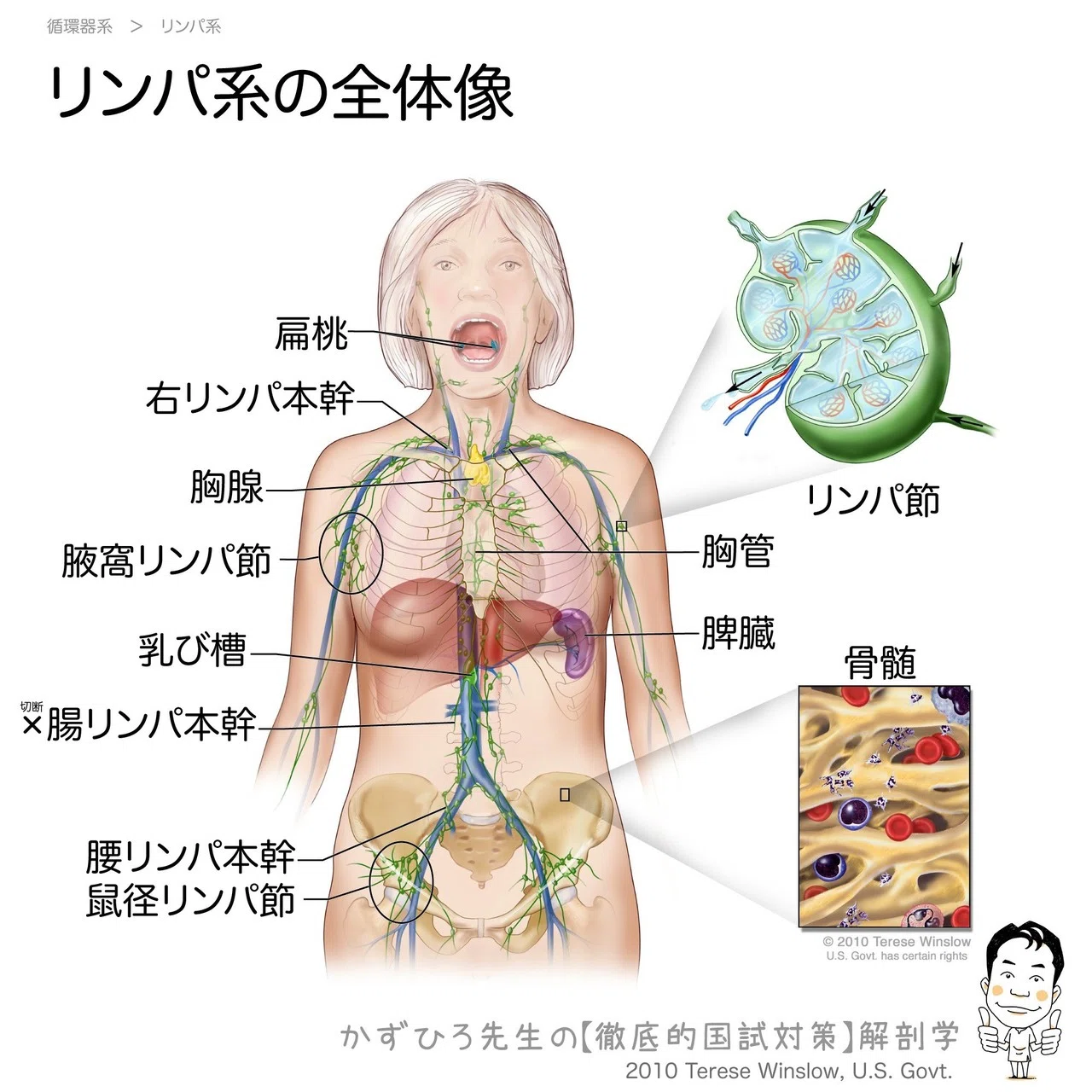 2-6 (1)】 循環器系 − リンパ系 解説｜かずひろ先生（黒澤一弘｜解剖 