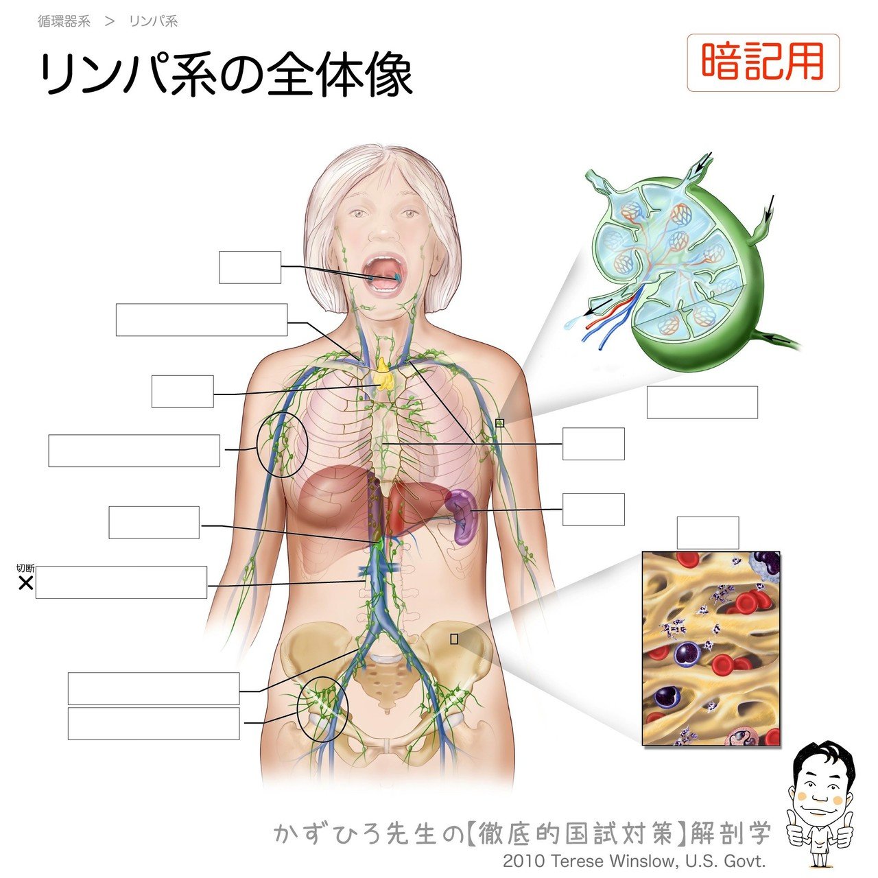 レア 癌手術をめぐる臨床解剖シリーズ 6 胸腹部の主幹リンパ系を後方から解剖する 書籍検索 - インターメディカ 医学・看護・介護分野の映像・出版