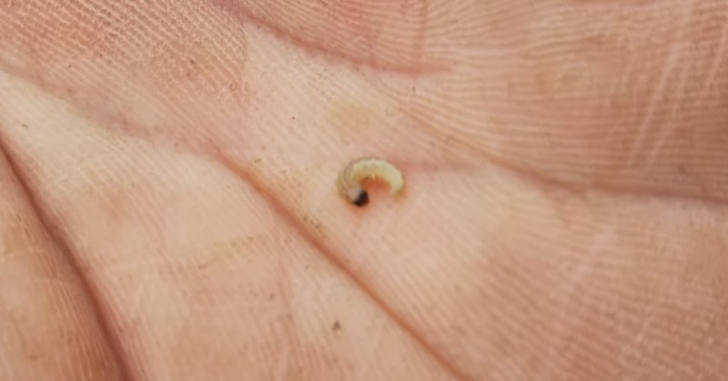 虫を除く シンクイムシ ナベツネ Note