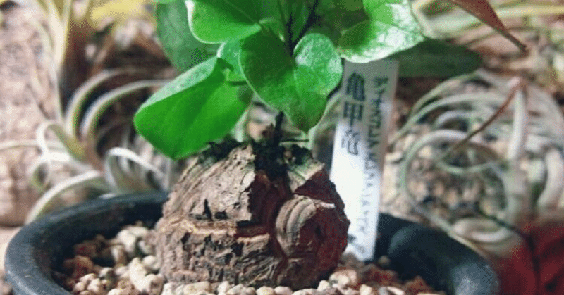 観葉植物 亀甲竜の育て方 東大太郎の投資記録 Note 観葉植物 亀甲竜の育て方 東大太郎の投資記録 Note