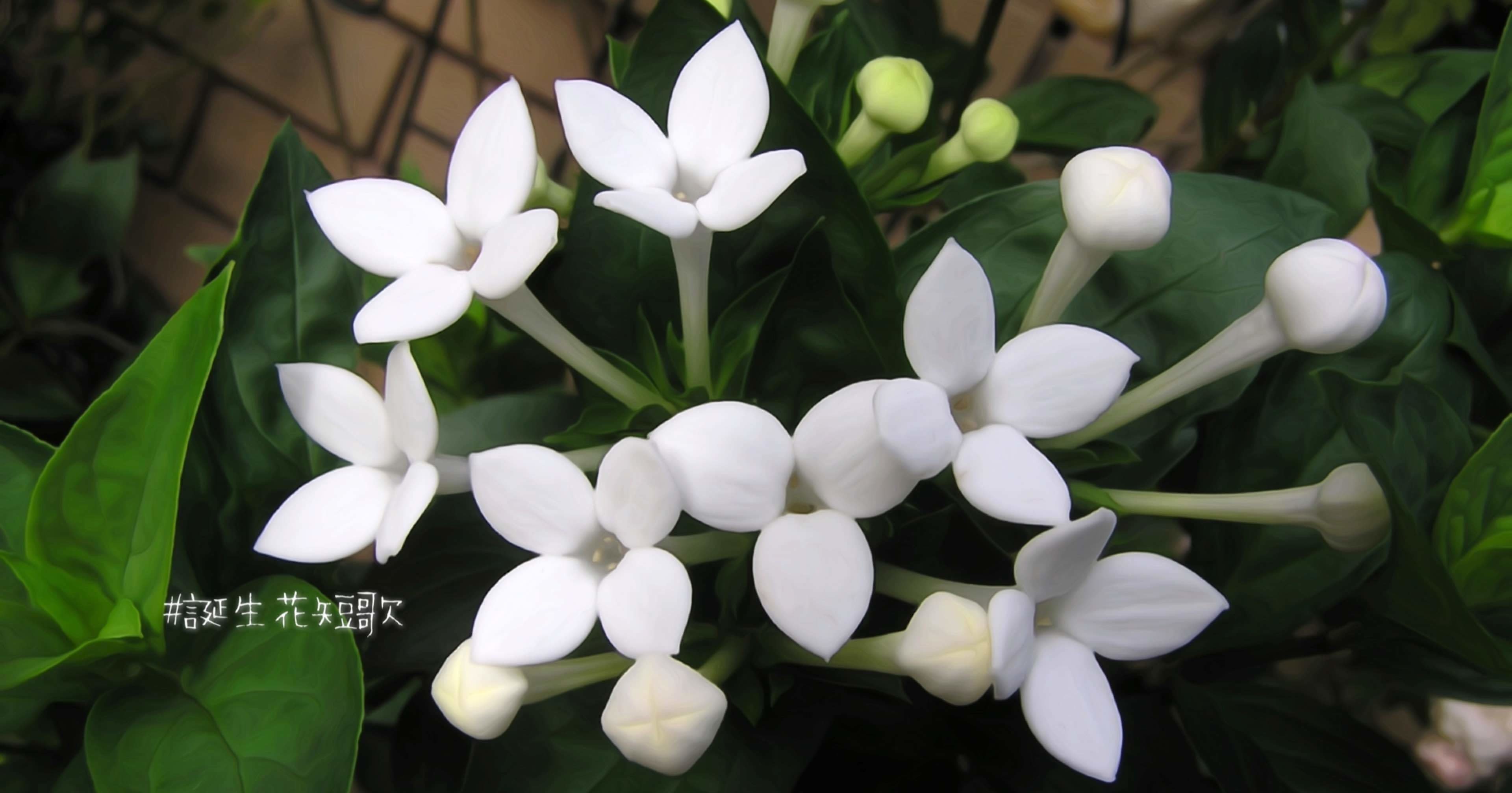 10月10日 誕生花は管丁字 誕生花短歌 御子柴 流歌 Note