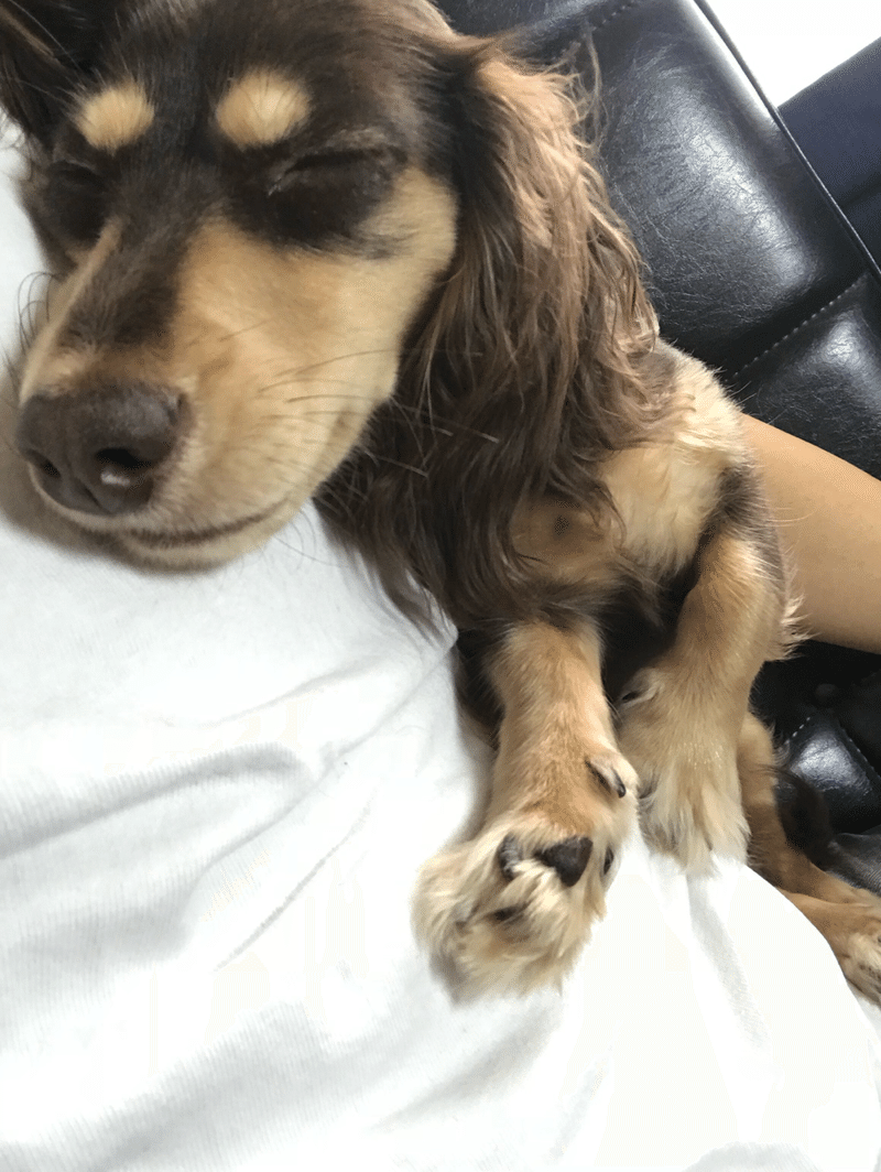愛犬が亡くなって保護犬を引き取った話 Yusuke Ura Note 愛犬が亡くなって保護犬を引き取った話 Yusuke Ura Note