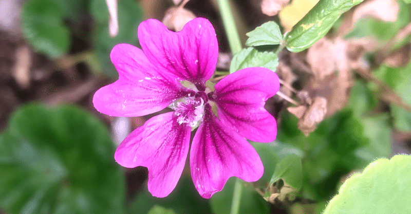 東京都東久留米市でミトリステーション マロウの花を設立準備中です マロウの花 山口千尋 Note