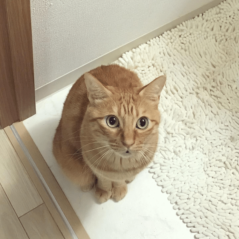 はじめまして まゆたま ミニマリスト Note