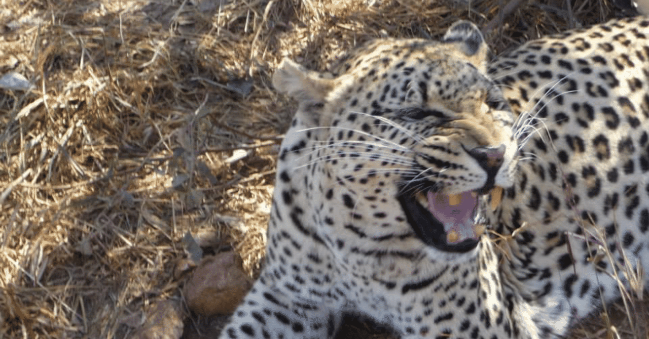 ヒョウ の新着タグ記事一覧 Note つくる つながる とどける