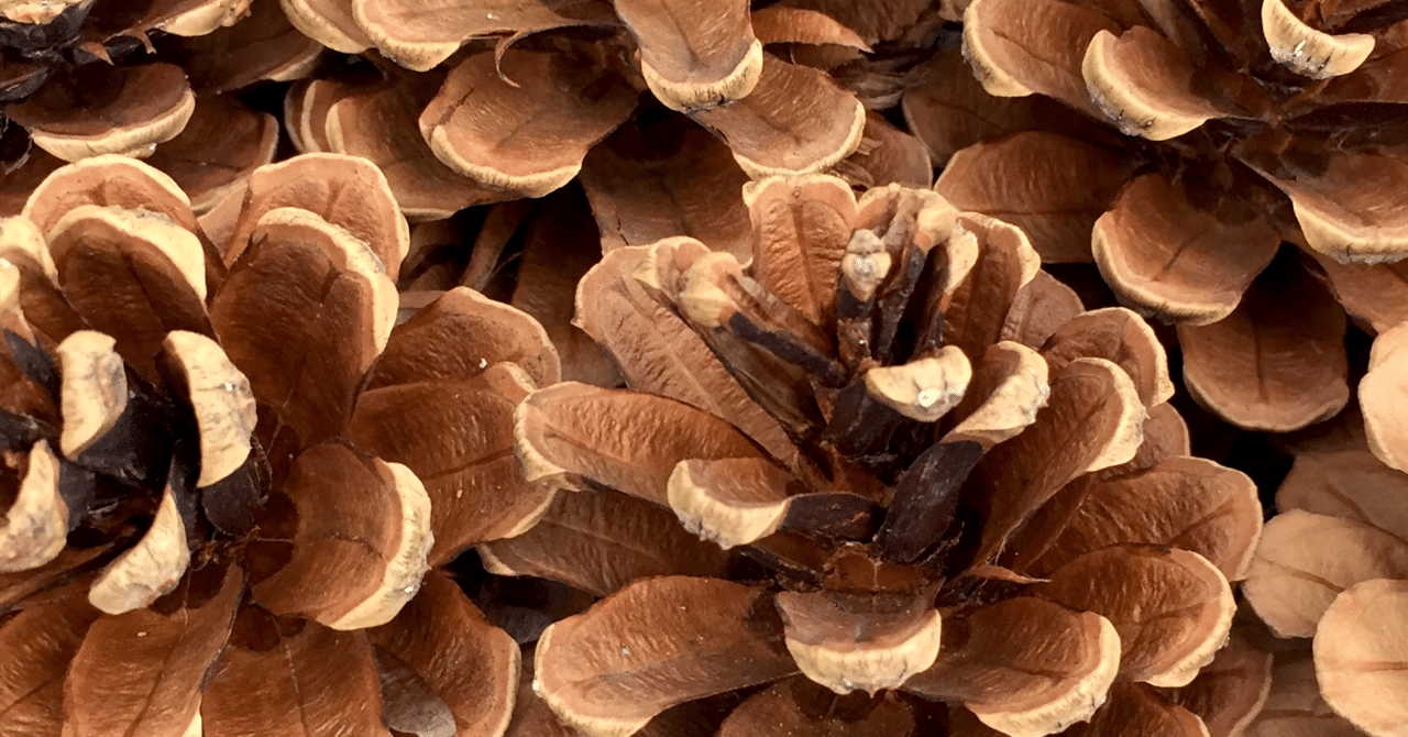 タカノハダイのまつかさあげ Shinmr Note