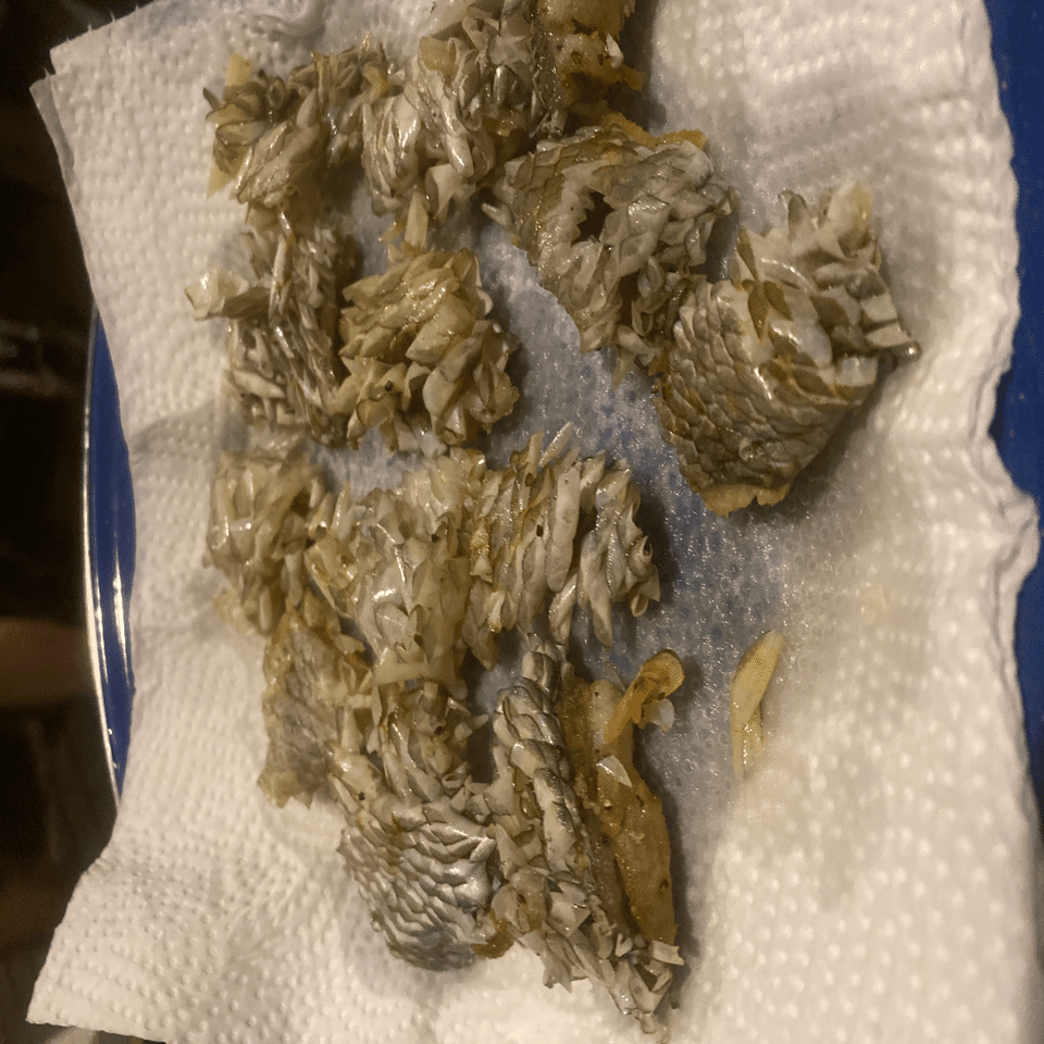 タカノハダイのまつかさあげ Shinmr Note