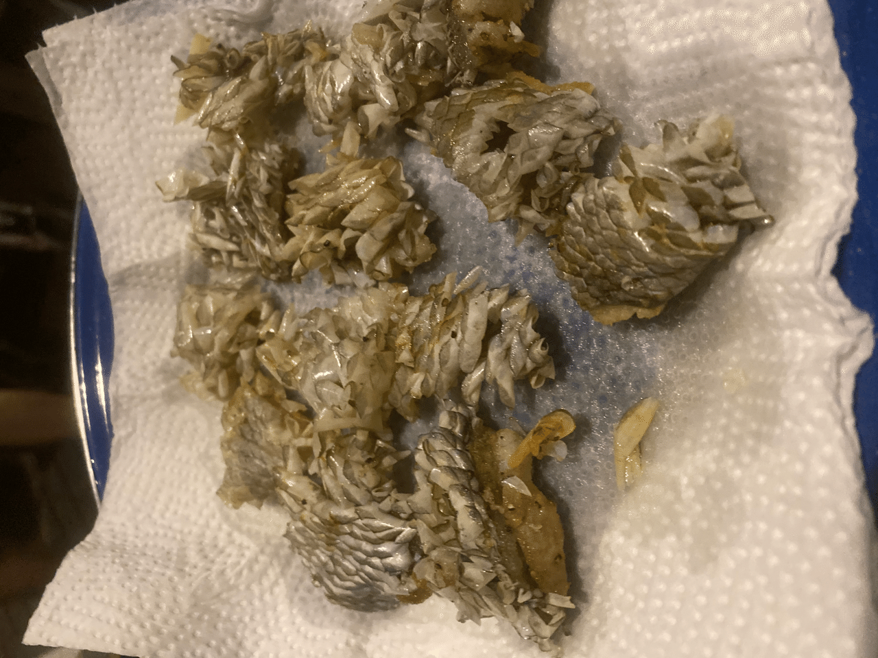 タカノハダイのまつかさあげ Shinmr Note タカノハダイのまつかさあげ Shinmr Note